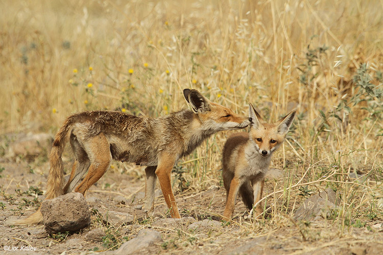  Red fox Vulpes vulpes,Wadi Samak,Golan 24-05-11               Lior Kislev                                             